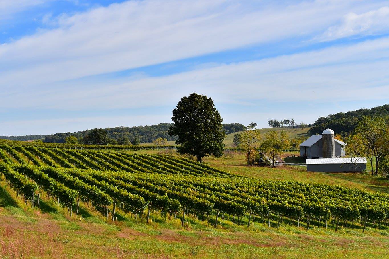 Ox-Eye Vineyards Tasting Room