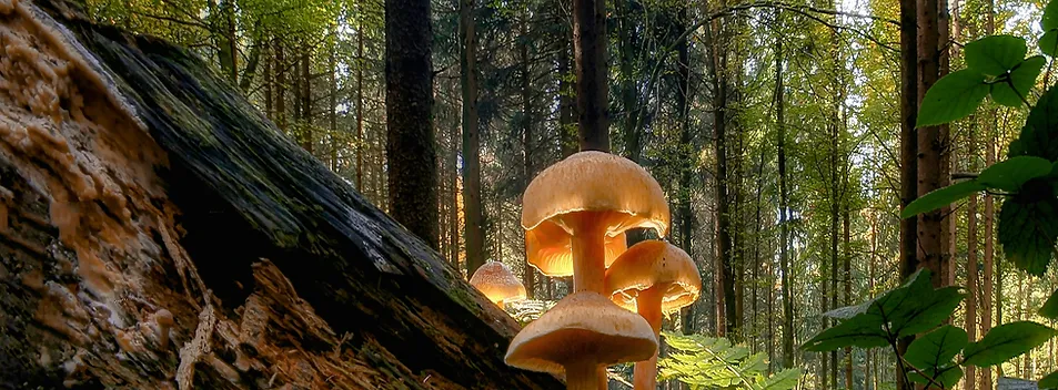 Enchanted Nature Tours