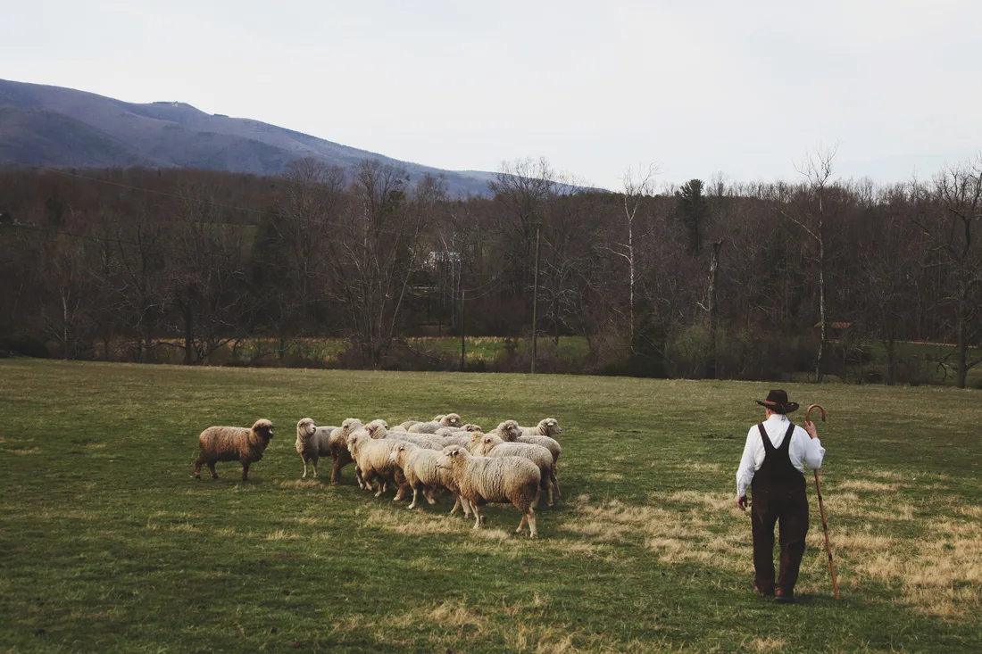 Cestari Sheep & Wool Company